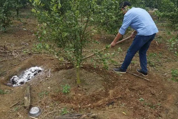 桔子树施什么肥会甜,可以施有机肥