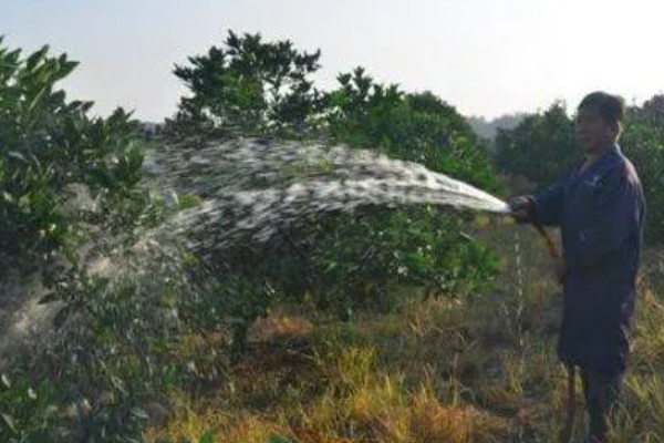 桔子树施什么肥会甜,可以施有机肥