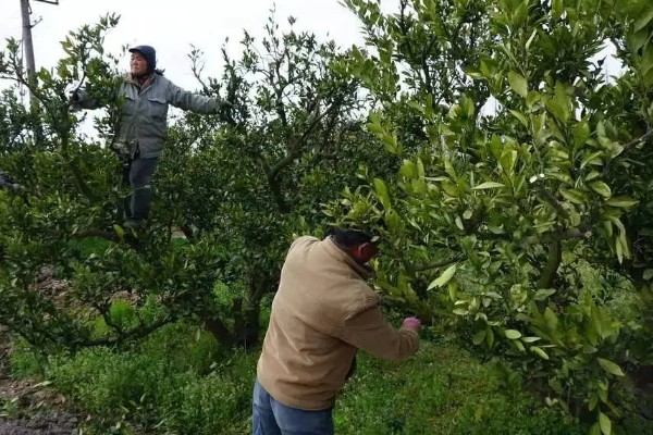 桔子树施什么肥会甜,可以施有机肥