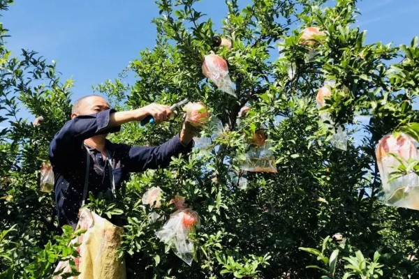 桔子树施什么肥会甜,可以施有机肥