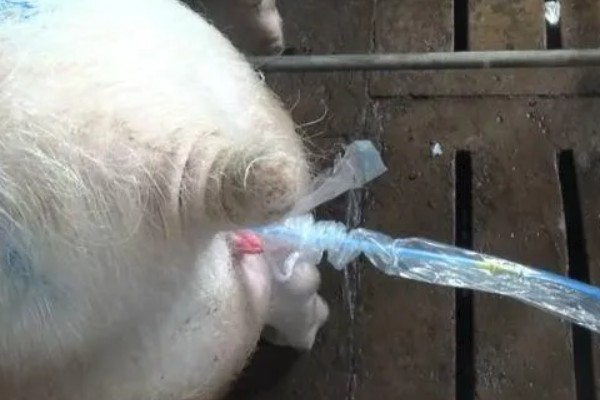 母猪几天不拉粪便怎么办，应帮助母猪赶紧排便