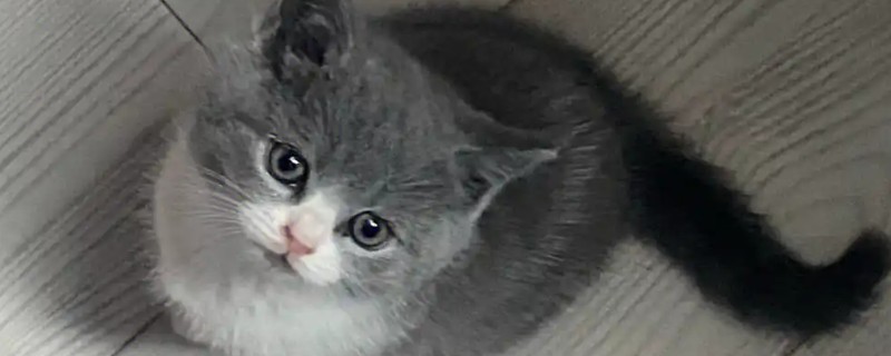 猫有哪些寄生虫，常见的有跳蚤、虱子等