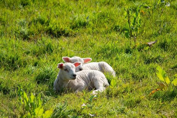 新生羔羊喘气打呼噜怎么办，若有异常表现需及时咨询兽医