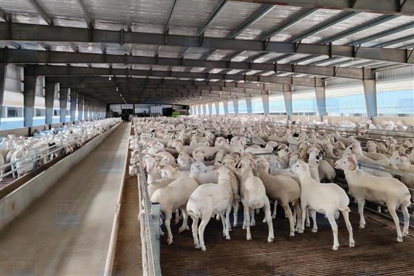 新生羔羊喘气打呼噜怎么办，若有异常表现需及时咨询兽医