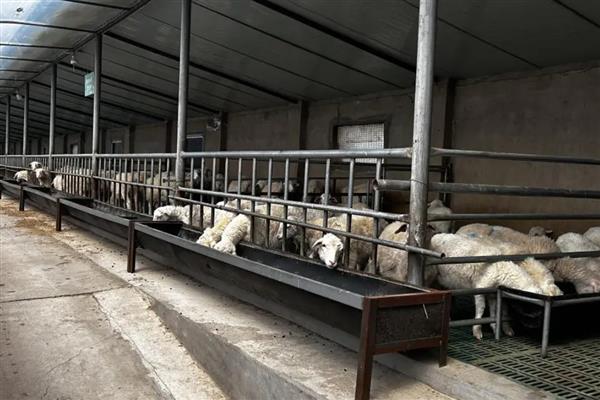 新生羔羊喘气打呼噜怎么办，若有异常表现需及时咨询兽医