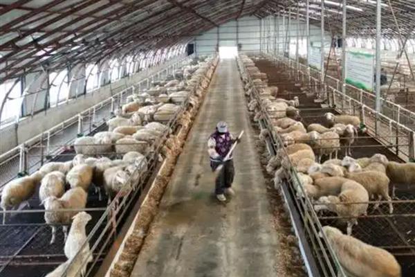 新生羔羊喘气打呼噜怎么办，若有异常表现需及时咨询兽医