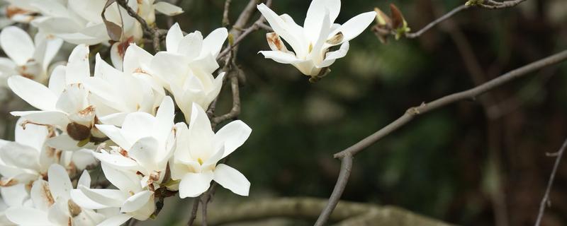 玉兰花的花语,寓意报恩、忠贞不渝等