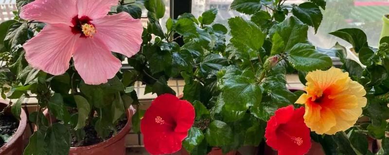 家庭如何养扶桑花,忌角落摆放