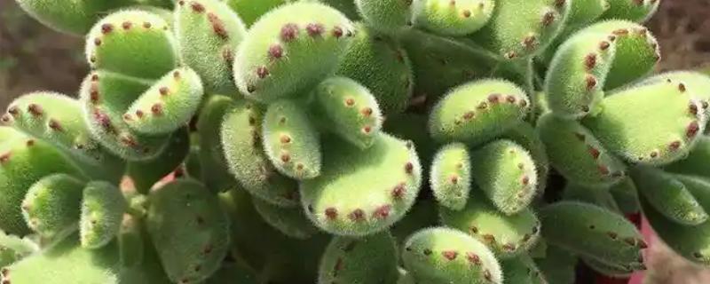 熊童子如何养护，要遵循薄肥勤施的施肥原则