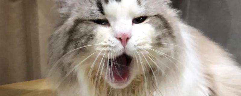 猫流口水还发臭的原因，首先考虑疱疹病毒感染