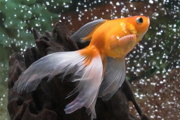 金鱼两只眼睛都没了能活吗，也是可以活的