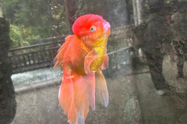 金鱼两只眼睛都没了能活吗，也是可以活的