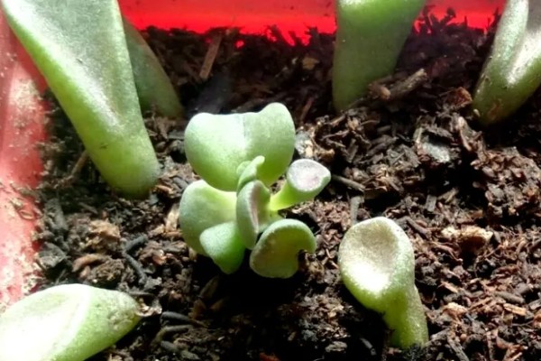 筒叶花月如何叶插，适宜在春秋两季叶插