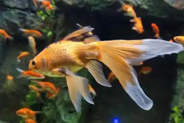 金鱼两只眼睛都没了能活吗，也是可以活的