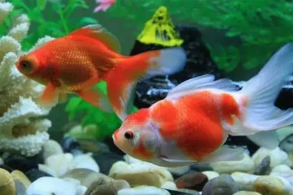 金鱼两只眼睛都没了能活吗，也是可以活的