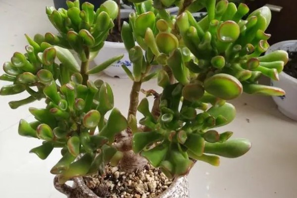 筒叶花月如何叶插，适宜在春秋两季叶插