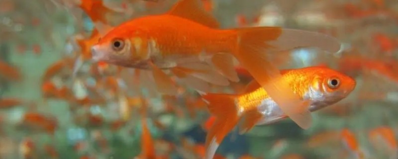 金鱼两只眼睛都没了能活吗，也是可以活的