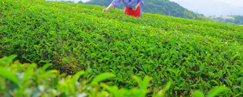 茶叶树种几年能采摘，大约3年就可以