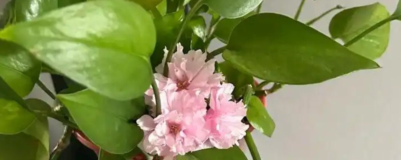 绿萝花的禁忌，忌潮湿、低温等