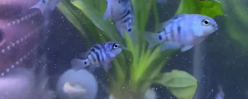 迷你鹦鹉鱼小鱼的饲养方法，将水温保持在28-29℃