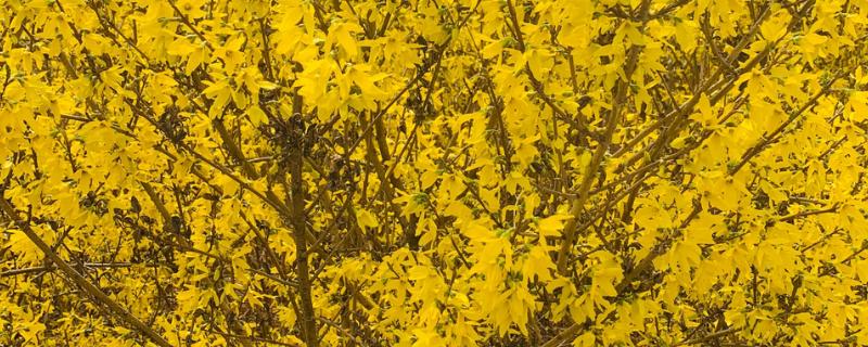 迎春花是什么植物,是一种丛生落叶灌木