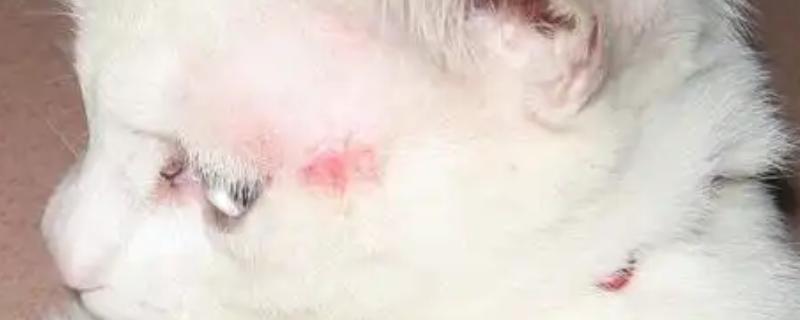 猫藓怎样才能治好，后期使用含伊曲康唑等成分的口服药物