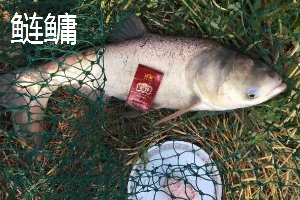 鲢鳙一般在多深的水层，比较小的个体在0.5至1.3米