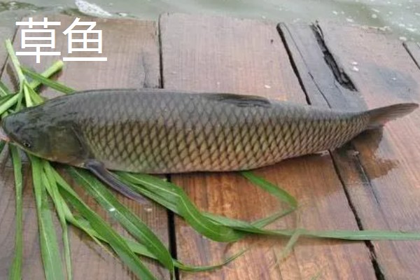 鲢鳙一般在多深的水层，比较小的个体在0.5至1.3米