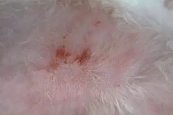 狗狗身上长螨虫的原因，生活环境过于潮湿会滋生螨虫