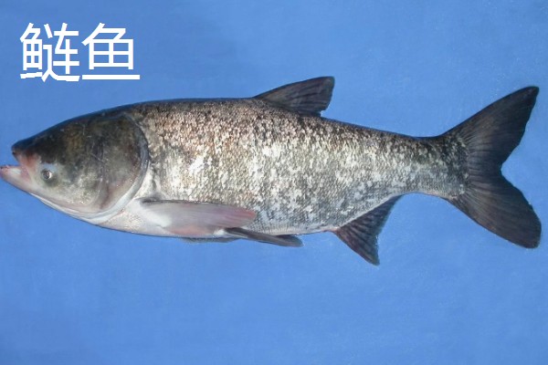 鲢鳙一般在多深的水层，比较小的个体在0.5至1.3米