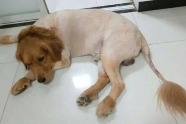 狗狗身上长螨虫的原因，生活环境过于潮湿会滋生螨虫