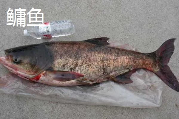 鲢鳙一般在多深的水层，比较小的个体在0.5至1.3米