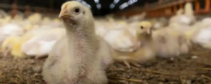 怎么才能让小鸡安静下来，需给它提供安静的环境