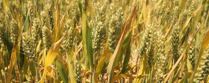小麦和稻谷的区别是什么,科属和外观均不同