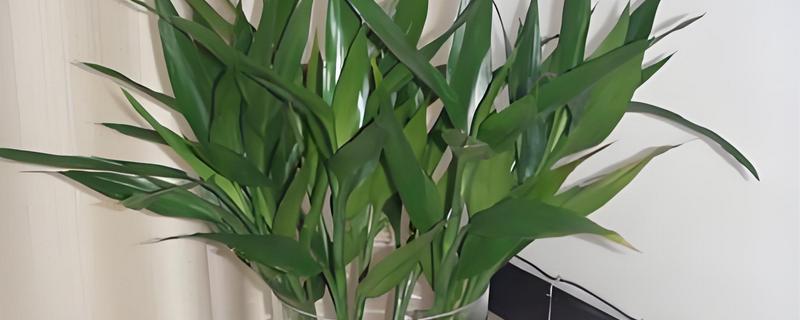 富贵竹要怎么养,将室温控制在16-25℃