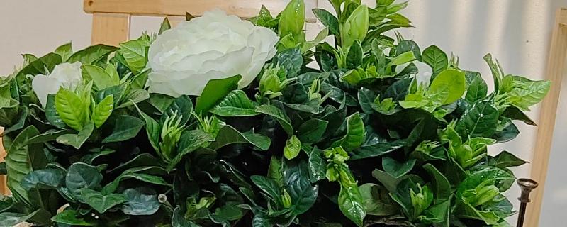 栀子花冬天的养殖方法,最低温度不能低于3℃