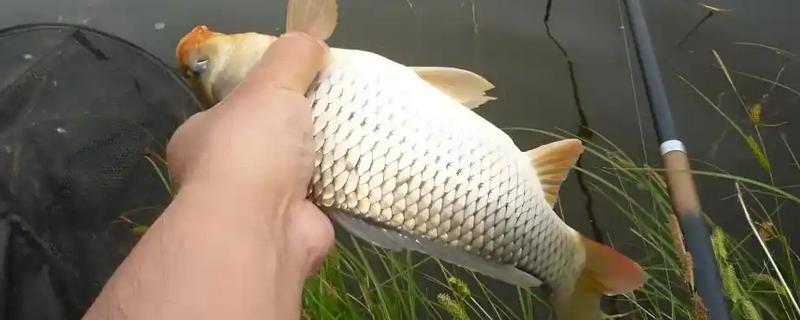 钓鲤鱼用什么打窝料，可以用五谷杂粮、酒米等