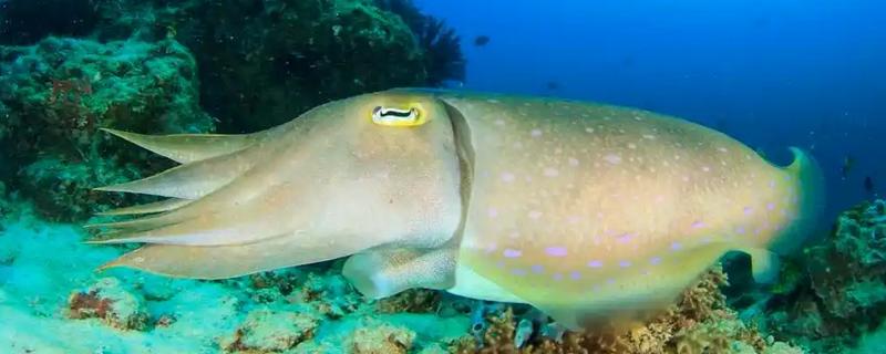 乌贼和章鱼的区别是什么，品种和生长环境均不同