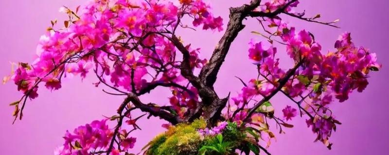 樱花盆栽如何浇水，春秋季每隔一周浇水1-2次