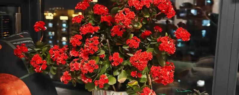 长寿花10年老桩如何造型养护，要为其定期进行盆土的更换