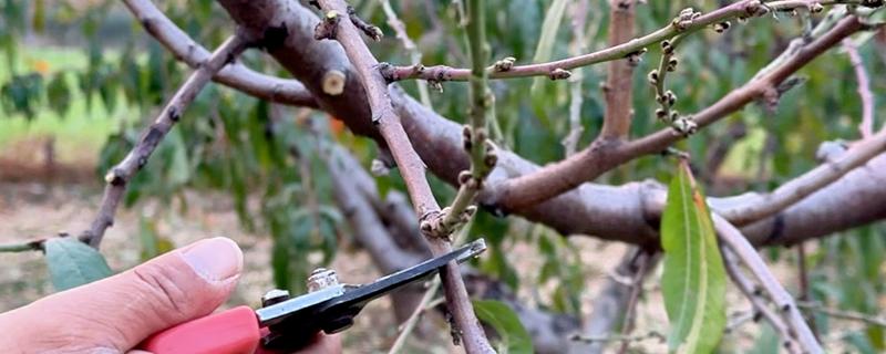 桃子树如何修剪,分为冬剪和生长期修剪