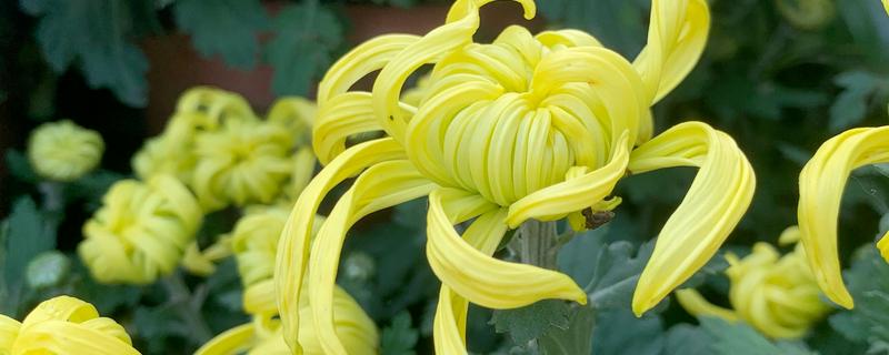 用种子繁殖的植物,有菊花、四面花等