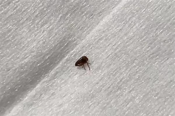 猫有哪些寄生虫，常见的有跳蚤、虱子等