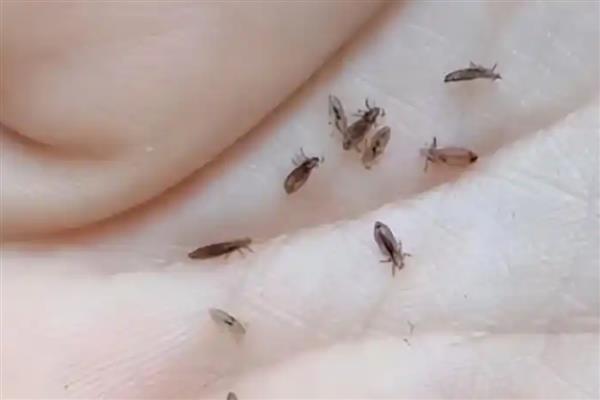 猫有哪些寄生虫，常见的有跳蚤、虱子等