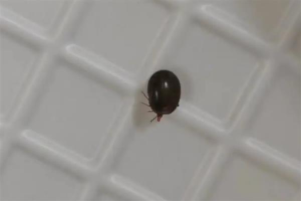 猫有哪些寄生虫，常见的有跳蚤、虱子等