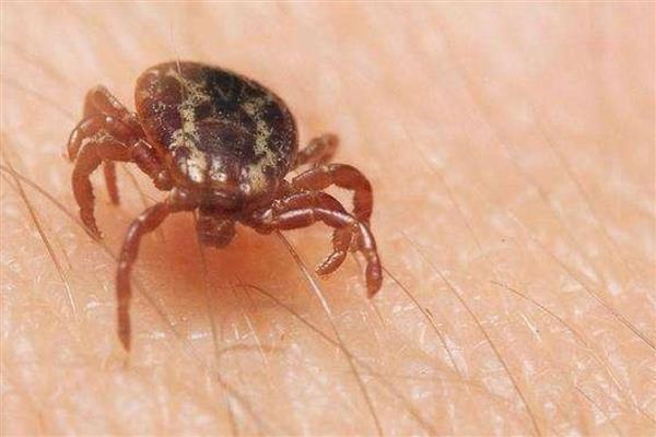 猫有哪些寄生虫，常见的有跳蚤、虱子等