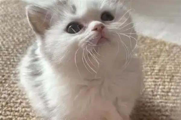 猫有哪些寄生虫，常见的有跳蚤、虱子等