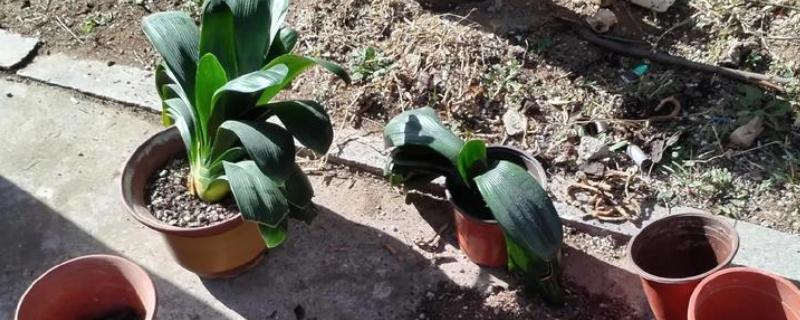 君子兰换盆根多如何解决,剪除细弱的侧根并消毒