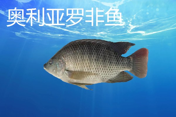 罗非鱼的品种介绍，常见的有奥利亚罗非鱼、莫桑比克罗非鱼等