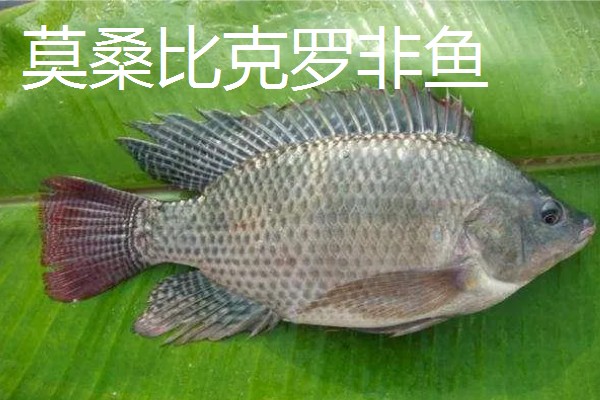 罗非鱼的品种介绍，常见的有奥利亚罗非鱼、莫桑比克罗非鱼等
